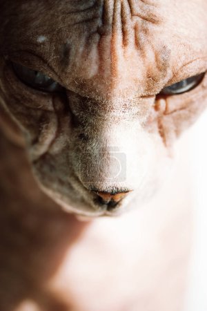 Bald Canadian Sphynx breed cat portrait. Vertical background wallpaper with kitty, feline animal, pet. Unusual hairless sphinx cat with serious facial expression in the sunlight shadow. Veterinary.