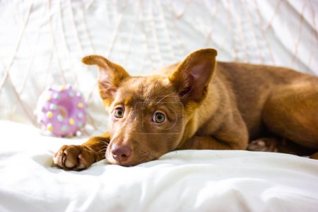 Téléchargez les photos : Podenco ibicenco, chien de chasse ibisan. Portrait d'un chiot marron drôle aux yeux tristes couché sur un canapé à l'intérieur. Animal domestique avec un jouet. Mixte race canine relaxant à la maison. - en image libre de droit