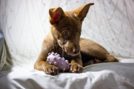 Podenco ibicenco, Ibisan Windhund Jagdhund. Porträt eines lustigen rot-braunen Welpen mit traurigen Augen, der drinnen auf einem Sofa liegt. Haustier beim Spielen mit einem Spielzeug. Mischlingshund entspannt.
