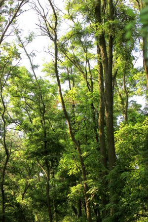 Tall trees. A green, shady forest, national park at sunny summer day. Tall, branchy acacia, Robinia or locust trees with lush, dense foliage. Beautiful natural landscape. Panoramic image. Looking up.