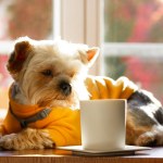 Small cute funny pretty dog Yorkshire Terrier breed dressed in yellow sweatshirt sniffing aromatic hot drink in white stylish cup on the table. Brown doggy puppy pup drinking coffee tea. Good Morning.