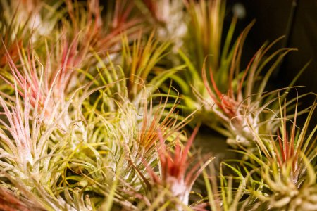 Téléchargez les photos : Tillandsia trendy exotic plants grows without soil. Unusual green pink flower. Air plant macro wallpaper. Blooming succulent in a wild nature on dark background. Growing airplants in home garden. - en image libre de droit