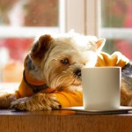 Small cute funny pretty dog Yorkshire Terrier breed dressed in yellow sweatshirt sniffing aromatic hot drink in white stylish cup on the table. Brown doggy puppy pup drinking coffee tea. Good Morning.