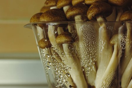Téléchargez les photos : Fresh raw brown shimiji or shimeji mushrooms in a plastic package selective focus. Hypsizygus tessulatus is a mushroom native to East Asia. Vegetarian vegan healthy food plant. Beech mushroom backdrop - en image libre de droit