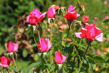 Téléchargez les photos : Red pink roses petals in spring or summer garden at sunny day. Unfurled and closed fragrant rosebuds. Tender, virgin beauty of nature concept. Background for a flower store. Floral backdrop. - en image libre de droit