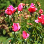 Red pink roses petals in spring or summer garden at sunny day. Unfurled and closed fragrant rosebuds. Tender, virgin beauty of nature concept. Background for a flower store. Floral backdrop. 