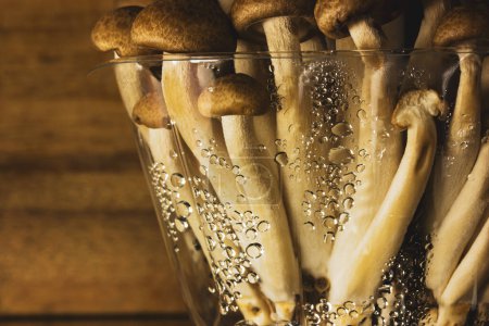 Téléchargez les photos : Fresh raw brown shimiji or shimeji mushrooms in a plastic package selective focus. Hypsizygus tessulatus is a mushroom native to East Asia. Vegetarian vegan healthy food plant. Beech mushroom backdrop - en image libre de droit
