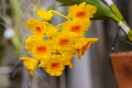 Téléchargez les photos : Dendrobium chrysotoxum bourgeons de chrysanthème jaune doré parfumé. Cultiver des plantes exotiques dans un pot dans le jardin, la serre, la jungle Chrysanthème dans un milieu sauvage. Fleur pendante tiges, inflorescences - en image libre de droit