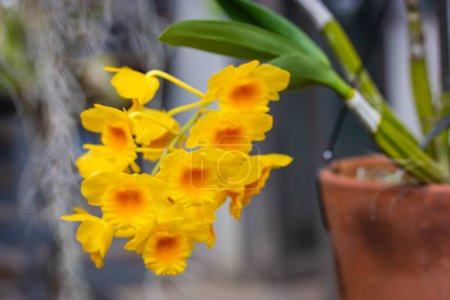 Téléchargez les photos : Dendrobium chrysotoxum bourgeons de chrysanthème jaune doré parfumé. Cultiver des plantes exotiques dans un pot dans le jardin, la serre, la jungle Chrysanthème dans un milieu sauvage. Fleur pendante tiges, inflorescences - en image libre de droit