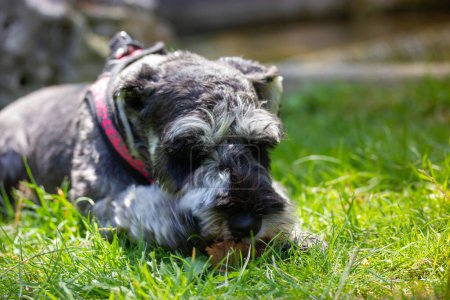 Foto de Grey miniature zwergschnauzer puppy is lying on a green grass on a lawn on nature and playing with a yellow ball. Cute funny doggy on a walk. Canine domestic animal, pet in green park, woods, forest. - Imagen libre de derechos