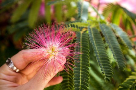 Foto de Flowering Albizia julibrissin, Persian silk tree pink fluffy flower in female hand. Chinese acacia pink blossoming flowers in spring summer botanical garden orchard, park. Touch the nature macro shot. - Imagen libre de derechos