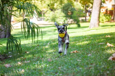 Foto de Grey miniature zwergschnauzer puppy is running with a yellow ball in the mouth. Dog has fun on a nature, playing outdoors. Cute funny doggy on a walk. Domestic animal, pet in green park, woods, forest - Imagen libre de derechos