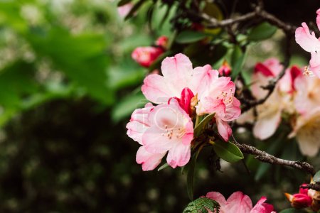 Blühender Strauch Rhododendron Percy Wiseman. Miniatur-rosa Blütenblatt-Blüten der japanischen Azalee auf Zweig vor grünem natürlichen Hintergrund Yakushimanum Pflanze in voller Blüte im Frühling Garten Blumenfest