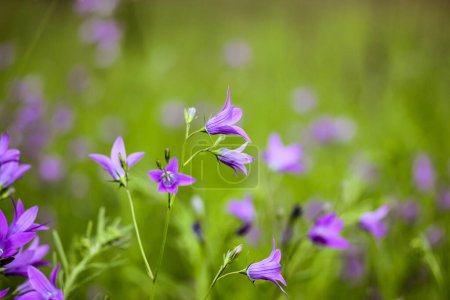 Blue bellflowers blooming in a spring meadow. Flowering field, plants in a garden in summer day. Floral postcard for congratulations with holidays. Wild blossoming field in sunny day. Growing flowers.