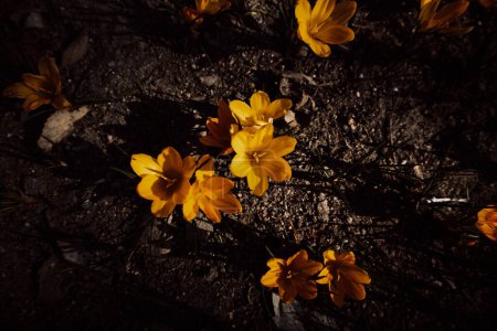 Yellow crocuses on black soil background flatly top view. Saffron yellow tuberous herbaceous perennial plant in bloom in early spring garden. Flower plant in springtime. Bulb flowers growing outdoors.