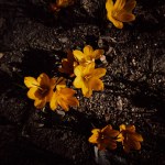 Yellow crocuses on black soil background flatly top view. Saffron yellow tuberous herbaceous perennial plant in bloom in early spring garden. Flower plant in springtime. Bulb flowers growing outdoors.