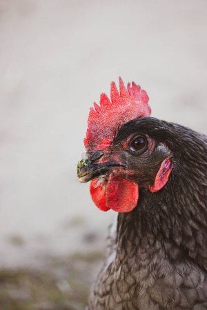 Foto de Retrato de Rhode Island de una gallina o gallo con plumaje rojo. Raza de pollos. Granja avícola, concepto agrícola. Pollo marrón divertido al aire libre sobre fondo azul. Lindo pájaro en un paseo en una granja. - Imagen libre de derechos