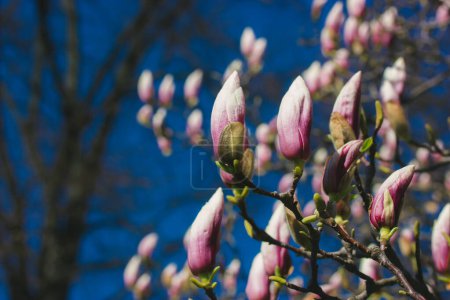 Téléchargez les photos : Fermé de grands bourgeons de magnolia rose dans un parc printanier, jardin contre un ciel bleu sombre Délicats pétales de fleurs printanières parfumées. Culture, floriculture, jardinage concept Brindille de branche printanière - en image libre de droit