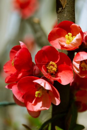 Téléchargez les photos : Une branche de fleurs rouges de coing japonaises florissantes. Arbuste vivace en fleurs dans le jardin de printemps. Les hybrides Chaenomeles superba sont des formes cultivées de coings dans les vergers. Jardinage, concept de floriculture. - en image libre de droit