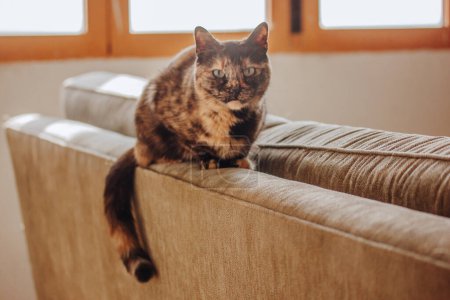 Téléchargez les photos : Portrait of a domestic Turtle cat sitting on a couch in home interior. A pet is looking at a camera. Tricolor dark brown and black feline with green eyes and serious muzzle indoors. One lovely kitty. - en image libre de droit