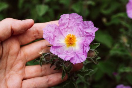 Photo for Cistus creticus 'Rock Rose' pink flowers in female gardener hand. Cistus incanus. Mediterranean native blossoming plant in spring summer garden. Wild flower with yellow stamens and crumpled petals. - Royalty Free Image
