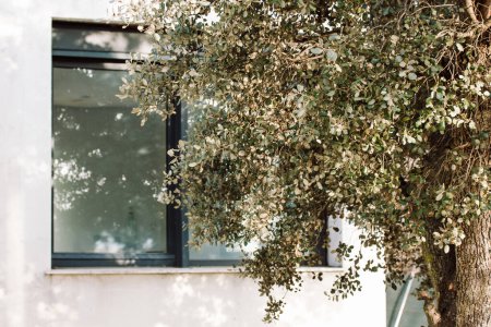 Green deciduous tree against the backdrop of a modern white house with a large window. Concept of home, nature, eco-friendliness. Patio villa cottage details. Home garden