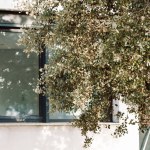 Green deciduous tree against the backdrop of a modern white house with a large window. Concept of home, nature, eco-friendliness. Patio villa cottage details. Home garden