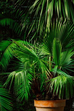 Photo for Gorgeous palm trees with fresh green leaves growing in pots.Small palm trees on dark background. Trachycarpus fortunei, Chinese windmill palm, Chusan palm - hardy evergreen tree in Arecaceae family. - Royalty Free Image