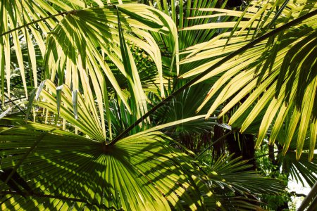 Téléchargez les photos : Feuilles de palmier vert, fond de feuille de noix de coco. Feuillage frais exotique dans la journée d'été. Jungles tropicales plantes papier peint Washingtonia robusta paume ventilateur mexicain Serenoa repens fourrés jungle impénétrable - en image libre de droit