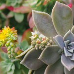 Beautiful background with green blue succulents leaves with blossoming yellow flowers, exotic garden plants in bloom. Graptopetalum paraguayense. Ghost plant blooming in spring day. Floriculture.