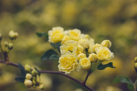 Yellow miniature roses, fresh fragrant buds on a flowering shrub in a botanical spring garden, park in summer. Beautiful floral greeting card. Roses on a twig, branch on green natural background.