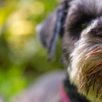 Cute puppy Zwergschnauzer muzzle close up. Grey fur dog portrait close up. Hunting breed canine, domestic animal, pet care concept. Happy doggy walks outdoor in green park Space for text