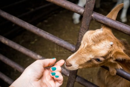 Photo for A little reddish brown sheep sniffs a woman's hand with a green manicure. Human contact with farm animals. Animal cute portrait. A muzzle of a goat on livestock. Woman stroking goat, sheep. Rural life - Royalty Free Image