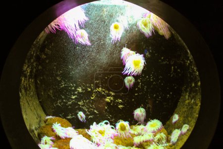 Photo for Marine inhabitants Underwater world. Pink white Cerianthus membranaceus, cylindrical anemones or colored tube anemone in a round aquarium. Tube-dwelling anemone Cerianthidae family Mediterranean Sea - Royalty Free Image