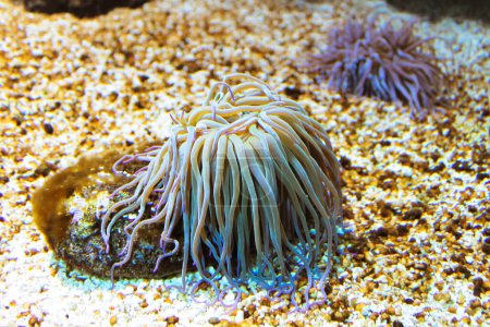 Photo for Marine inhabitants of underwater world. Cerianthus membranaceus, cylindrical anemones or colored tube anemone is a tube-dwelling anemone in family Cerianthidae native to Mediterranean Sea - Royalty Free Image