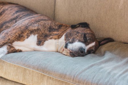 Photo for Very tired cute funny pretty big German Boxer dog breed is sleeping on a couch, sofa at home. Sleepy domestic animal, pet indoors fall asleep. Natural lighting. Dreaming canine mammal. - Royalty Free Image