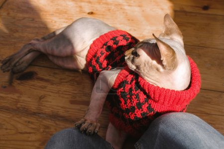 Canadian Sphynx cat is lying on wooden floor dressed in red knit sweater, fashion cardigan, places a paw on mistress's lap. Home pet with a lovable owner. Cute kitty in clothing for domestic animals. 