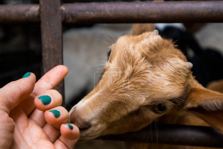 Photo for A little reddish brown sheep sniffs a woman's hand with a green manicure. Human contact with farm animals. Animal cute portrait. A muzzle of a goat on livestock. Woman stroking goat, sheep. Rural life - Royalty Free Image