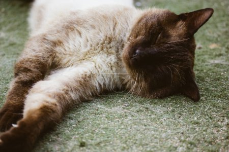 Foto de Un gato siamés duerme dulcemente acostado sobre hierba verde durante el día. El gato doméstico está descansando en una calle. Retrato de un felino. Relájate, descansa, duerme. Dulces sueños, relajación durante el día, siesta española. - Imagen libre de derechos