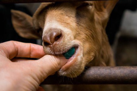 Photo for A little reddish brown sheep sucks the finger of a woman's hand with a green manicure. Human contact with farm animals. Animal cute portrait. A muzzle of a goat in female hand close up. Livestock pets - Royalty Free Image
