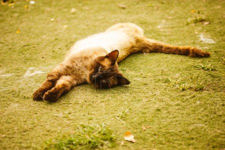 Foto de Un gato siamés duerme dulcemente acostado sobre hierba verde durante el día. El gato doméstico está descansando en una calle. Retrato de un felino. Relájate, descansa, duerme. Dulces sueños, relajación durante el día, siesta española. - Imagen libre de derechos