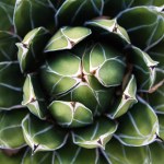 Queen Victoria cactus top view. Symmetrical, rosette of green foliage. Succulent home plant growing in a woods, forest, garden. Green agave plants outdoors. Wild growing evergreen plants succulents