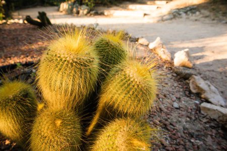 Téléchargez les photos : Parodia leninghausii est une espèce de cactus d'Amérique du Sud. Les noms communs incluent le cactus de boule de citron, le cactus de boule d'or et le cactus jaune de tour. Cactus dans une lumière ensoleillée - en image libre de droit