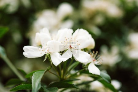 Photo for Jamine bloom on dark background. Philadelphus coronarius or sweet white orange flowers in a garden design. White flowering bush with blossoming buds of jasmine. Tender petals on a tree brunch. - Royalty Free Image
