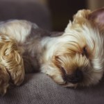 A small cute pretty purebred Yorkshire Terrier dog sleeping peacefully on a grey couch, in bed. Brown golden puppy, doggy, lapdog in a cozy home. Canine breed. Domestic animal resting napping indoors.