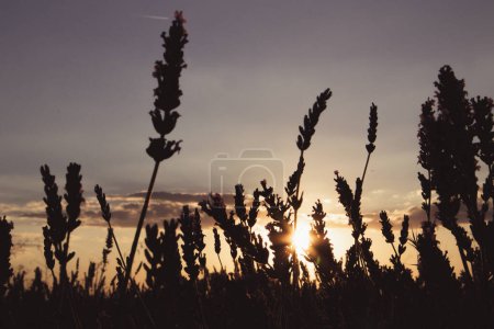 Photo for Lavender field meadow at sunset in the evening. Stems, blossoms of lavender wildflowers against yellow-blue sky. Natural floral background. Concept of tranquility, harmony, naturalness, wilderness. - Royalty Free Image