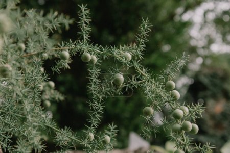 Téléchargez les photos : Juniperus cedrus, genévrier des îles Canaries sur fond vert foncé. Espèce de genévrier, originaire de l'ouest des îles Canaries. Arbuste ou arbre à feuilles persistantes en forme d'aiguille. Arbre épineux aiguisé. - en image libre de droit