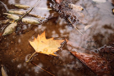 Photo for Dry fallen leaves from deciduous trees in a puddle rainwater in an autumn park, wild forest, woods. Floating yellow maple leaf in a water surface. Aesthetic autumn dark background. Fall season weather - Royalty Free Image