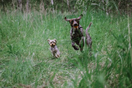 Photo for A big and a little funny dogs are running together in a green forest. Kurtzhaar and Yorkshire terrier dog are playing outdoors. Happy domestic canine animals best friends. Excited pets are jumping. - Royalty Free Image
