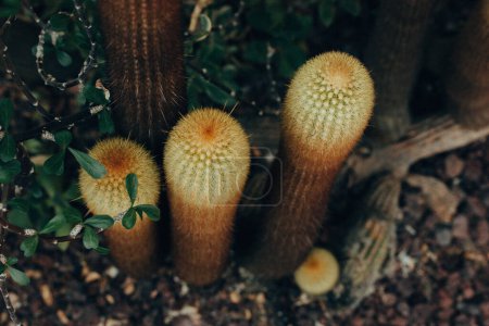 Foto de Cactus de lava marrón crece en suelo seco en un parque nacional, jardín, desierto. Ecuador, Galápagos, Isla Fernandina, Punta Espinoza, Paisaje de Galápagos. Los cactos de lava están creciendo al aire libre. - Imagen libre de derechos